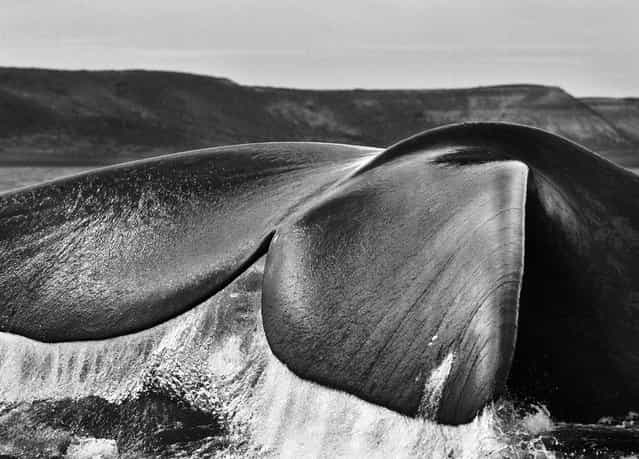 Along Argentina’s Valdés Peninsula, a southern right whale flexes its mighty tail. [We became friends with one,] says Salgado. [She came to our boat every day. You could touch her]. (Photo by Sebastião Salgado/Amazonas/Contact Press Images)