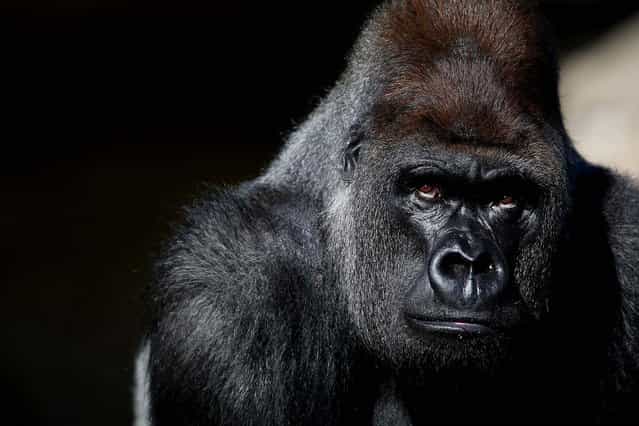 Kumbuka, a 15-year-old western lowland gorilla, explores his new enclosure in the ZSL London Zoo, on May 2, 2013. The silverback male, who weights 407 pounds and stands seven foot tall, moved from Paignton Zoo two weeks ago. It is hoped that Kumbuka will mate with the zoo's three female gorillas to increase numbers of the critically endangered species as part of the European breeding program. (Photo by Oli Scarff/Getty Images)