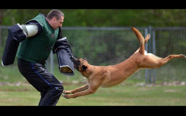 A dog trainer works with a police dog at the canine unit school in Bad Schmiedeberg, eastern Germany, on May 3, 2013. Policemen from three eastern German federal states and their dogs competed in two disciplines to present their skills. (Photo by Hendrik Schmidt/AFP Photo/DPA)