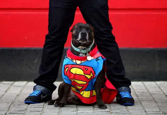 Ty, a Staffordshire Bull Terrier, is dressed as Superman by owner Anthony Farrante, on May 5, 2013. Enthusiasts gathered at the Picture House in Stratford, England, to parade their dogs dressed as famous Sci-Fi characters as part of a London-wide event called Sci-Fi London. (Photo by Jordan Mansfield/Getty Images)