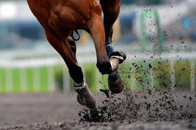 Horses dig up the dirt on the all weather track during a workout for Sunday's Champions Mile at Sha Tin race course in Hong Kong, on May 3, 2013. (Photo by Vince Caligiuri/Getty Images)