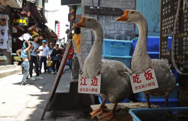 Geese carrying advertisement boards stand in front of a restaurant as a way to attract tourists in Fenghuang county, Hunan province, May 1, 2013. The bigger Chinese characters on the boards read, [Riverside] (L) and [Dining]. (Photo by Reuters/Stringer)