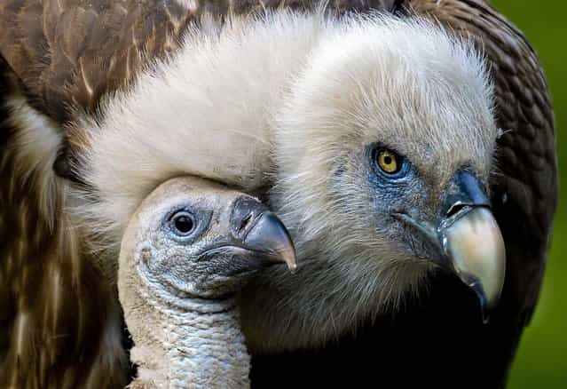 A one-month-old Eurasian griffon sits next to its mother in their nest at the zoo of Duisburg, Germany, on May 3, 2013. (Photo by Federico Gambarini/Associated Press)