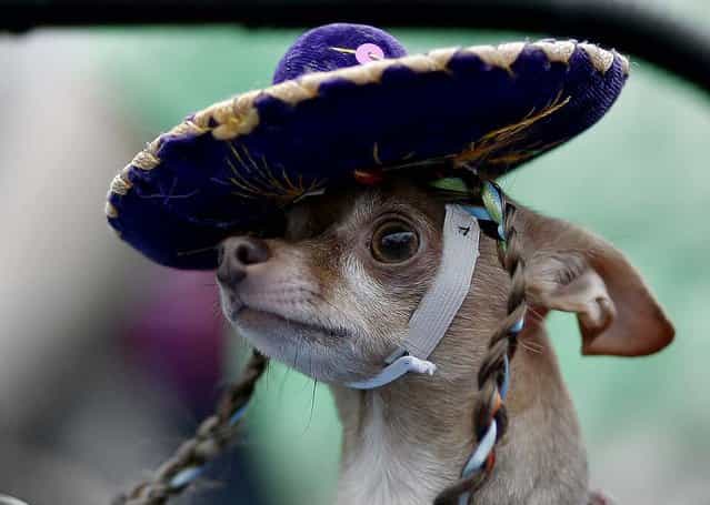 A Chihuahua wears a sombrero during the Fiesta Pooch Parade in San Antonio, on April 27, 2013. (Photo by Eric Gay/Associated Press)
