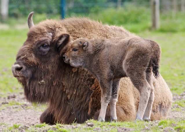 A new arrival at Fota wildlife park, a baby Bison, with mother Donna, May 1, 2013. The park are looking for the public's help to name the recently born male. The calf born on Saturday is the latest Bison born in the park, which has included 3 calves that returned to the wild in Poland in 1998. (Photo by Neil Danton)