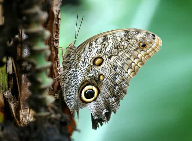 An owl butterfly sits on a banana plant at the tropical house in Krefeld, Germany, 29 April 2013. (Photo by Roland Weihrauch/EPA)