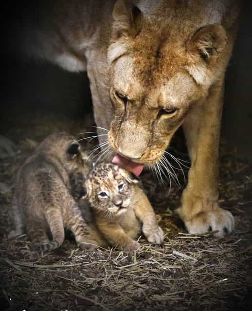 Lioness Tia licks one of her cubs as they huddle close together in their enclosure at Emmen Zoo in the Netherlands on April 27, 2013. The four cubs were born on April 7. (Photo by Catrinus Van Der Veen/EPA)