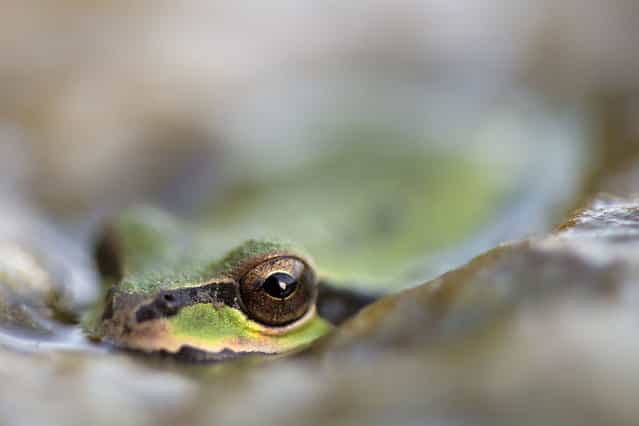 A small Pacific tree frog floats on a matt of algae in a cattle watering trough on a ranch near Elkton, Ore., on Sunday, April 28, 2013. (Photo by Robin Loznak)