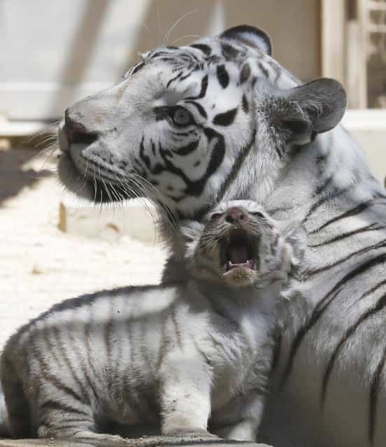 A 7-year-old white tiger sits with one of her cubs at Tobu Zoo in Miyashiro, near Tokyo, Thursday, May 2, 2013. Four newborn white tiger cubs made their first public appearance at the zoo on Thursday. The four cubs – one female and three males – were born 46 days ago. (Photo by Koji Sasahara/AP Photo)