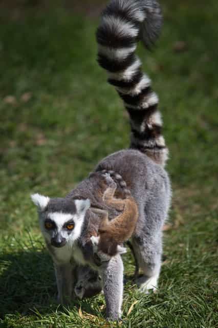 A young ring-tailed lemur with his mother in their enclosure in Wroclaw's Zoo in Wroclaw, Poland, 27 April 2013. Five lemurs were born two weeks ago at the Zoo. (Photo by Maciej Kulczynski/EPA)