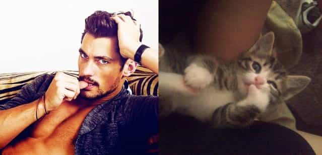 Hot Guys and Cats Striking Part4