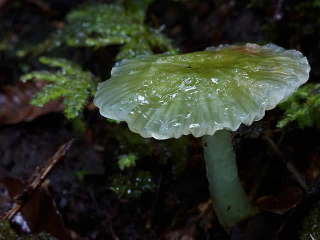 Hygrocybe stevensoniae, NZ. (Steve Axford)