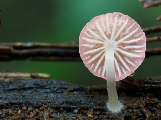 Mycena adonis. (Steve Axford)