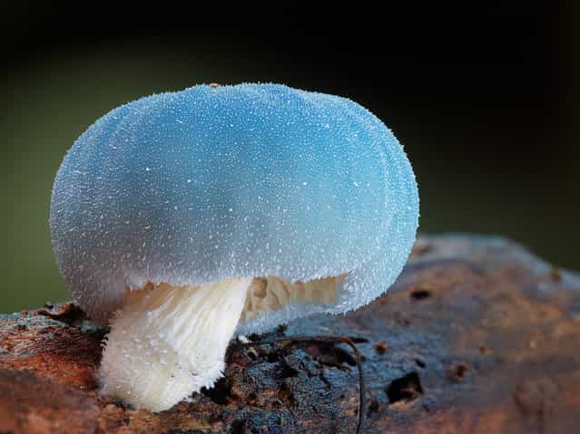 Leratiomyces sp. Booyong, NSW. (Steve Axford)