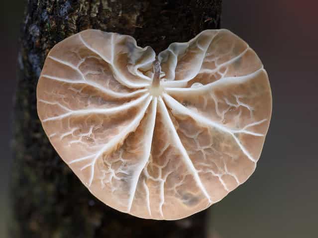 Campanella sp. (Steve Axford)
