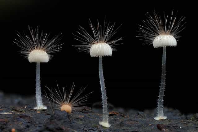 Hairy mycena. Closeup of tiny mycena fungi. This species is (as yet) unidentified and is about 1cm high, though... (Steve Axford)