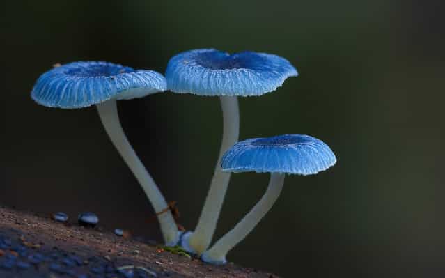 Mycena interrupta. (Steve Axford)