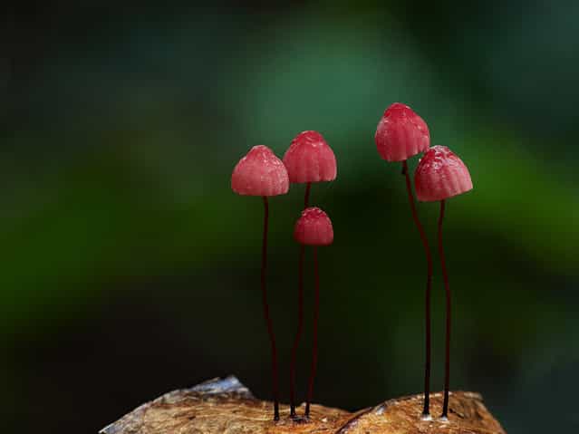 Marasmius haematocephalus, Booyong. (Steve Axford)