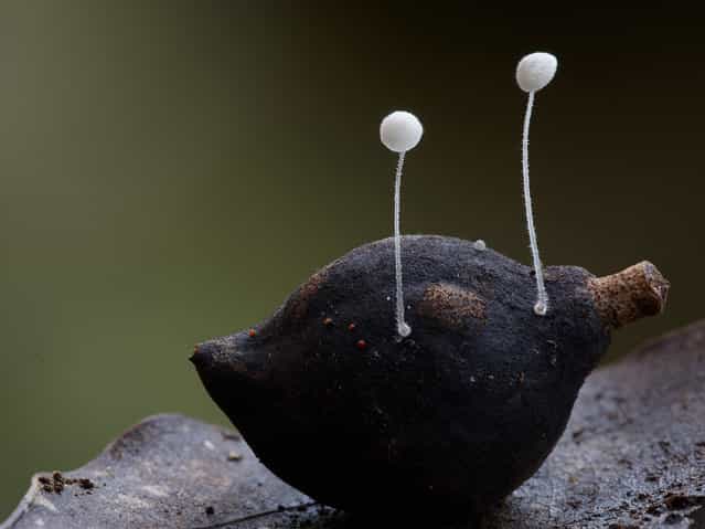 Mycena fungi on immature macadamia nut, near Booyong, NSW. (Steve Axford)