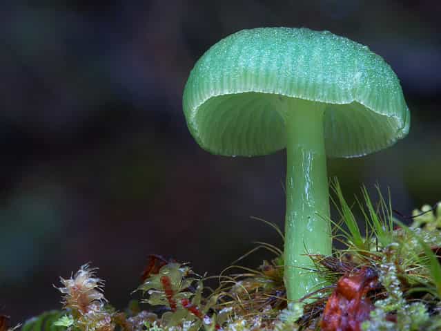 Hygrocybe graminicolor. (Steve Axford)