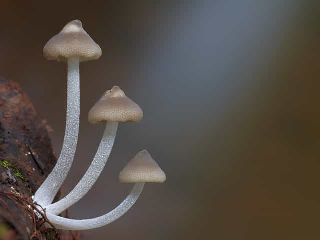 Filoboletus manipularis. (Steve Axford)