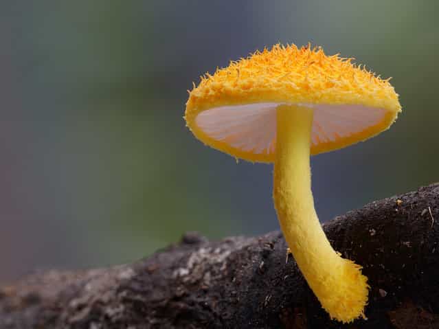 Cyptotrama aspratum or Gold tuft. (Steve Axford)