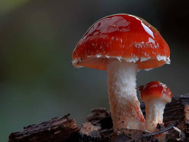 Leratiomyces ceres (Redlead Roundhead). (Steve Axford)