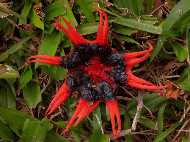 Aseroe rubra (starfish fungi). (Steve Axford)