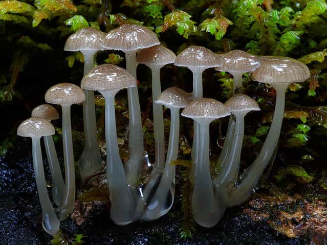 Mycena austrororida. (Steve Axford)