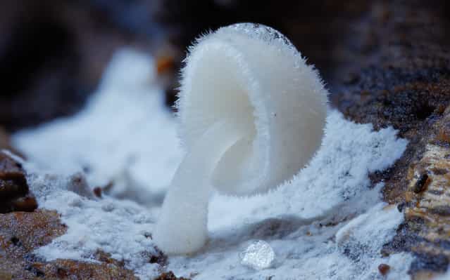 White mycena. (Steve Axford)