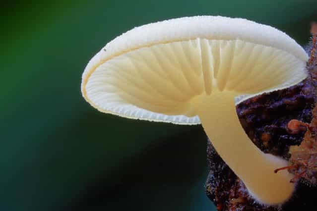 Yellow mycena. (Steve Axford)