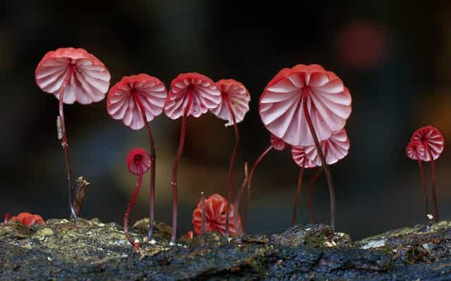 Marasmius haematocephalus. (Steve Axford)