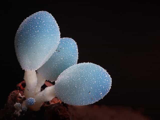 Leratiomyces sp. Like 3 little light globes. Found in Booyong Reserve, Booyong, NSW. (Steve Axford)