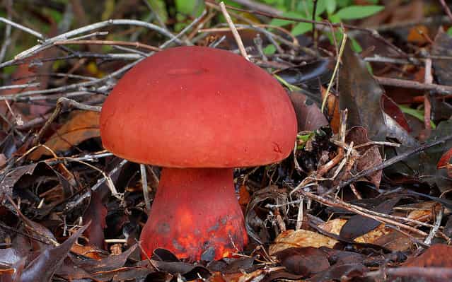 Bolete. Large – 10-15cm across. Grows under a eucalypt so possible mycorrhizal. (Steve Axford)