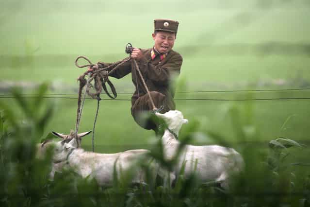 A North Korean soldier kicks a goat on the banks of the Yalu River near the North Korean town of Sinuiju, July 5, 2009. (Photo by Jacky Chen/Reuters)