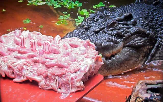 Cassius, the biggest crocodile in the world now, hailing from Australia, celebrated his 110th birthday this week, on May 22, 2013. He was given a cake, especially made with the necks of chicken. The world's largest croc, gobbled away the 20 kg cake garnished with candies along with candles, within a minute. (Photo by Marineland Melanesia/AFP Photo)