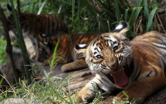 Three two-month old Bengal tiger cubs play in their enclosure at the animal refuge La Fundacion Refugio Salvaje (Furesa) in La Libertad on the outskirts of San Salvador, on May 24, 2013. (Photo by Ulises Rodriguez/Reuters)