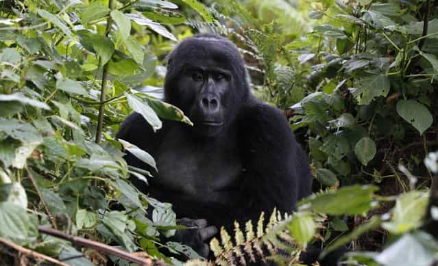 An endangered mountain gorilla from the Bitukura family, rests among vegetation inside a forest in Bwindi Impenetrable National Park in the Ruhija sector of the park, about 550 km (341 miles) west of Uganda's capital Kampala, May 24, 2013. Bwindi Impenetrable Forest borders the Democratic Republic of Congo and Rwanda. The total population of mountain gorillas worldwide is estimated at 880, half of which are to be found in Uganda's Bwindi forest. (Photo by Thomas Mukoya/Reuters)
