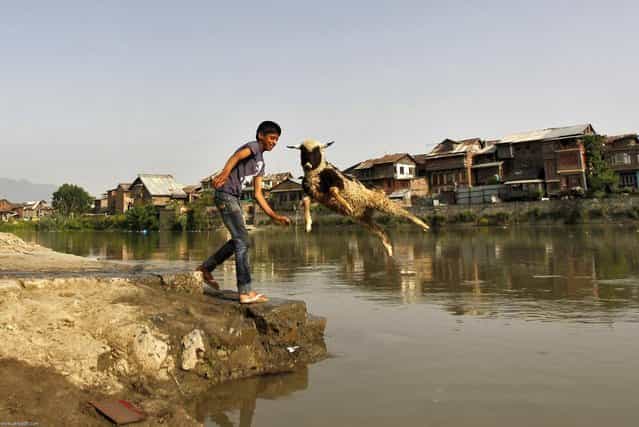 A boy throws a sheep into the waters of Jhelum river to wash it, in Srinagar May 20, 2013. (Photo by Danish Ismail/Reuters)