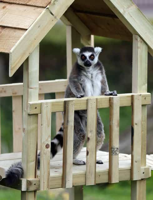 A ring tailed Lemur gets to grips with a new slide and climbing frame installed in it's enclosure at Whipsnade Zoo in Bedfordshire, on May 22, 2013. The new installation comes as ZSL Whipsnade Zoo prepares to launch its brand new children's adventure play area [Hullabazoo] that has been designed around animal movement and opens to the public on Saturday. Photo by Chris Radburn/PA Wire)