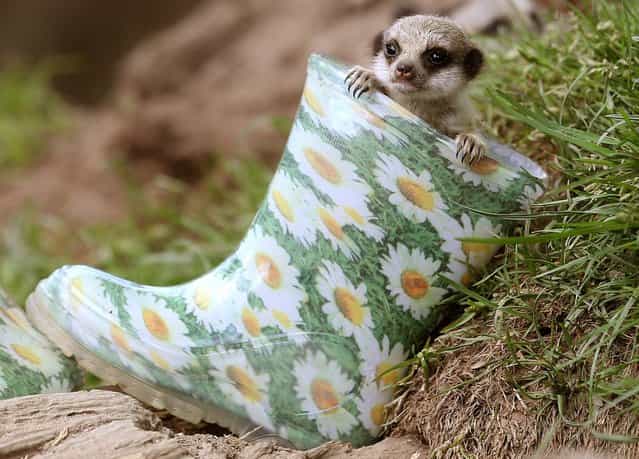 Four week old meerkat cub Monty in his enclosure at Blair Drummond Safari Park as they make their public debut, on May 23, 2013. (Photo by Andrew Milligan/PA Wire)