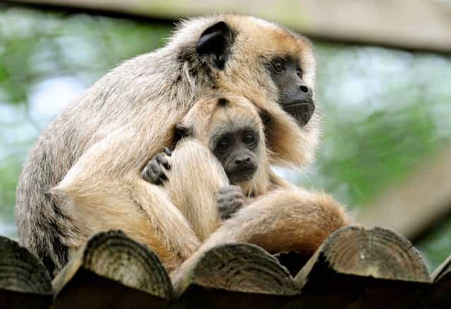 Twelve week-old Black and Gold Howler monkey, Donatello with its mother Lottie at Twycross Zoo, Warwickshire, on May 22, 2013. Donatello is the latest addition to Twycross Zoo's large family group of Howlers. (Photo by Rui Vieira/PA Wire)