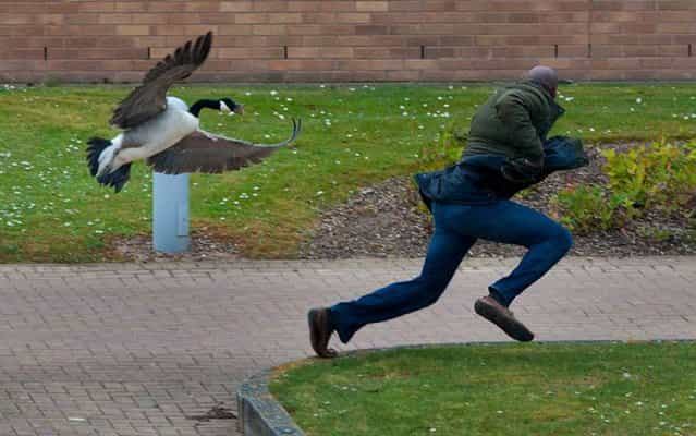 A goose has terrorized students at the University of Warwick, Coventry, UK, on May 22, 2013. The bird built its nest near a block of student apartments and attacks anyone who goes near the nest. (Photo by Caters News/The Grosby Group)