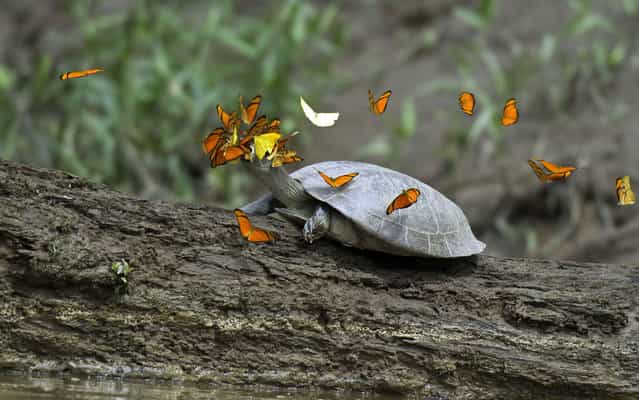 Butterflies fight for space to drink the tears of a turtle species known as tracajá in the Peruvian Amazon. (Photo by Caters News/The Grosby Group)