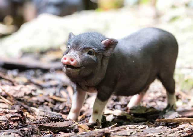 One of eight miniature pigs, born to parents Jack and Jill, runs around at Switzerland’s Zoo Basel in this photo released on May 21, 2013. (Photo by Zoo Basel)