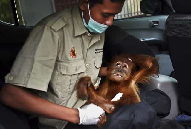 An officer holds an 18 month-old orangutan after it was confiscated from an illegal owner in Medan, North Sumatra, Indonesia, on May 24, 2013. Orangutan populations in Indonesia's Borneo and Sumatra island are facing severe threats from habitat loss, illegal logging, fires and poaching. Conservationists predicted that without immediate action, orangutans are likely to be the first great ape to become extinct in the wild. (Photo by Binsar Bakkara/Associated Press)