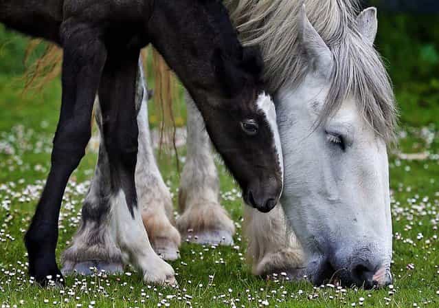 A week old shire horse foal rubs against her mother at Cornwall's Crealy Adventure Park, near Wadebridge, England, on May 24, 2013. Once a common sight in the UK, shire horses are now classed as [at risk] by the Rare Breed Survival Trust. The yet-to-be-named filly foal, bred in a breeding program by the adventure park as part of a endangered species prototection project, will be one of fewer than 300 predicted to be born in England this year. (Photo by Matt Cardy/Getty Images)