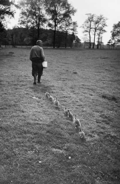 Dr. Konrad Lorenz, a Viennese scientist and animal behaviorist, is followed by goslings who have accepted him as their mother, at Woodland Institute, on June 1, 1955. (Photo by Thomas D. Mcavoy/Time & Life Pictures)