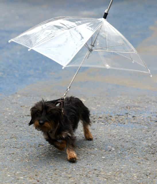 Dog puppy [Sandy] protects against the rain with an umbrella fixed on her leash during a stroll in Rust, southern Germany, on May 26, 2013. (Photo by Patrick Seeger/AFP Photo)