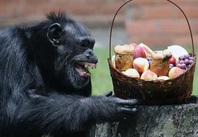 Yoko, a chimpanzee (Pan Troglodytes), reacts after receiving a Christmas hamper, at Rio de Janeiro's Zoo on December 18, 2012. (Photo by Vanderlei Almeida/AFP Photo)